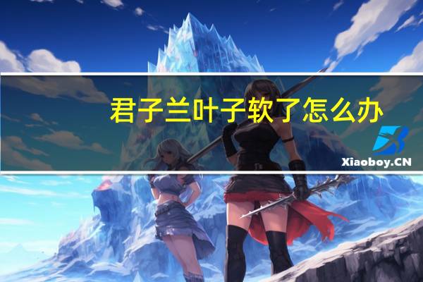 君子兰叶子软了怎么办
