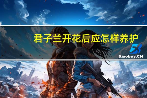 君子兰开花后应怎样养护