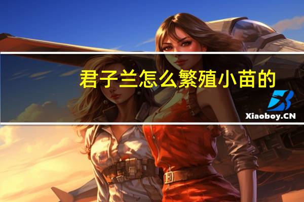 君子兰怎么繁殖小苗的