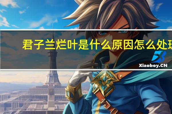 君子兰烂叶是什么原因怎么处理