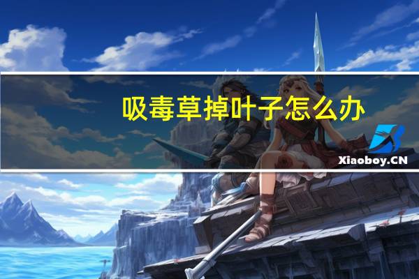 吸毒草掉叶子怎么办