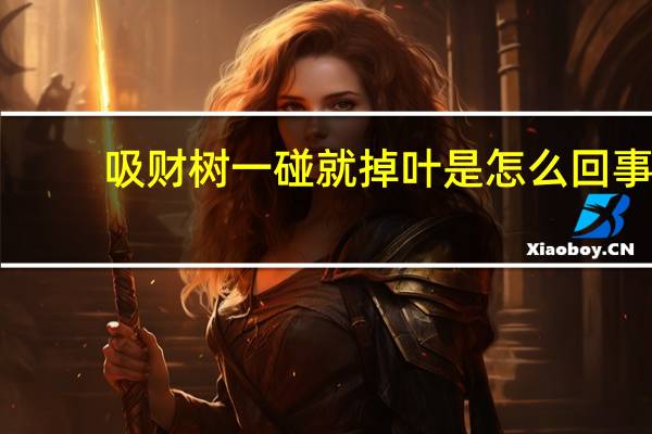 吸财树一碰就掉叶是怎么回事