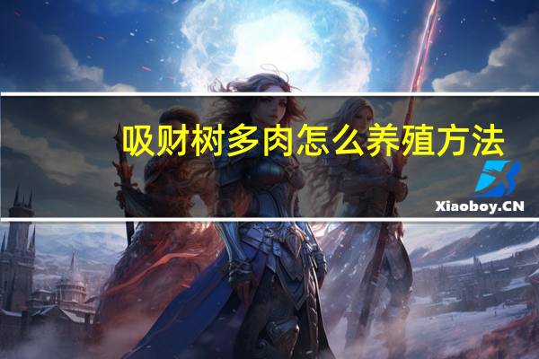 吸财树多肉怎么养殖方法