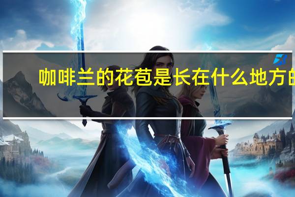 咖啡兰的花苞是长在什么地方的
