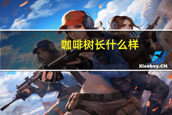 咖啡树长什么样