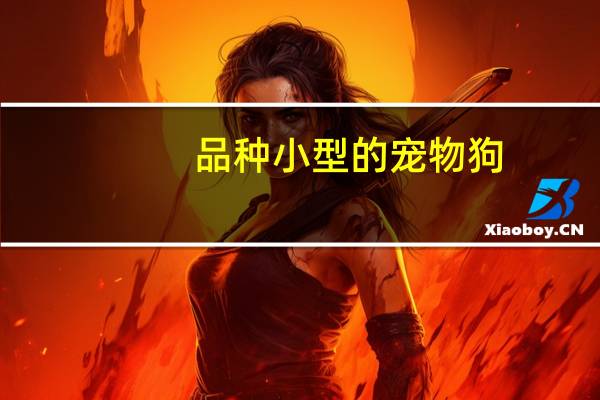品种小型的宠物狗
