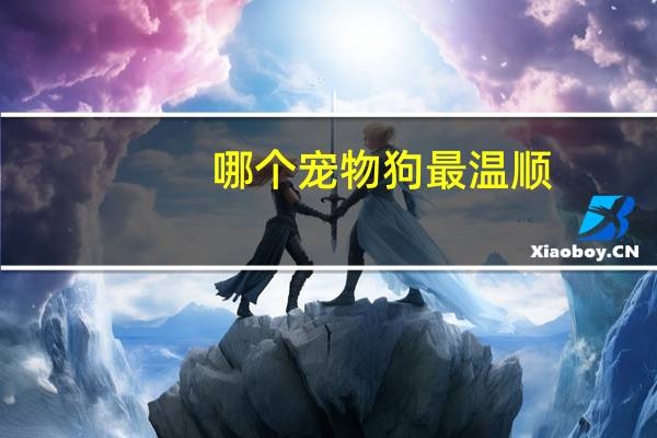 哪个宠物狗最温顺