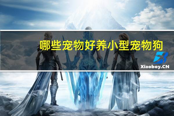 哪些宠物好养小型宠物狗