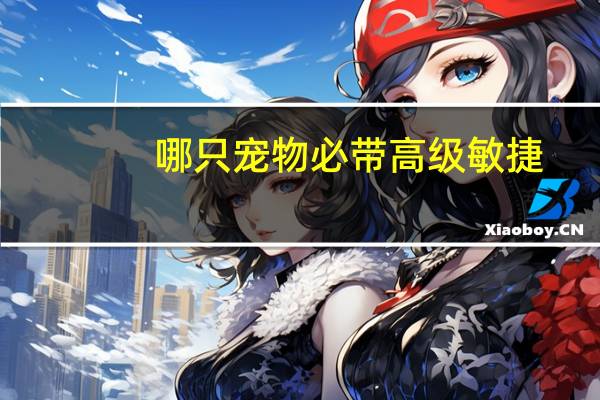 哪只宠物必带高级敏捷