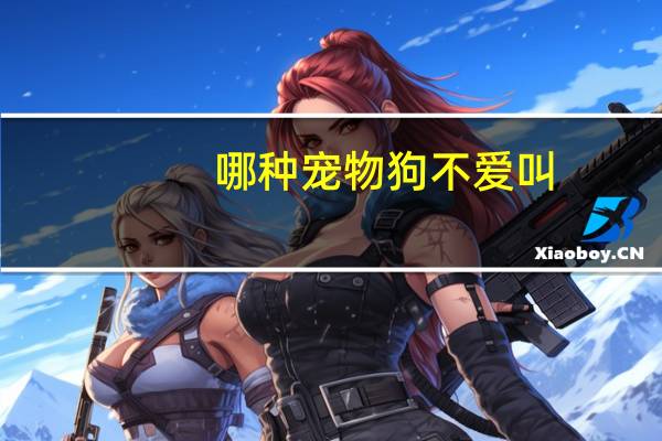 哪种宠物狗不爱叫