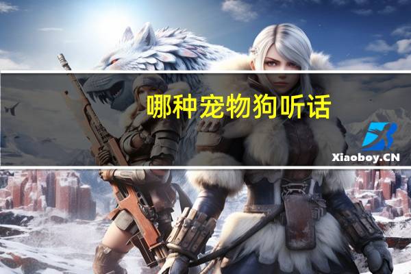 哪种宠物狗听话