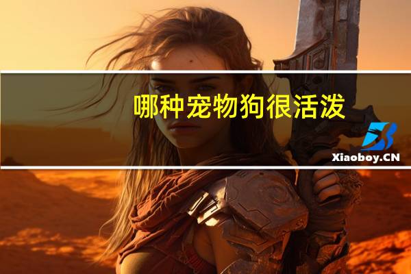 哪种宠物狗很活泼