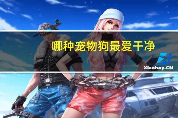 哪种宠物狗最爱干净