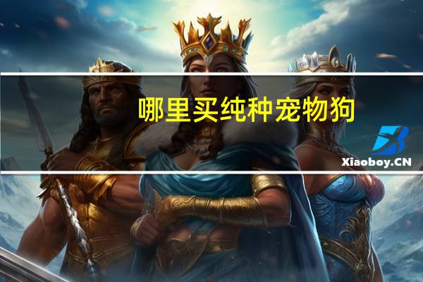 哪里买纯种宠物狗