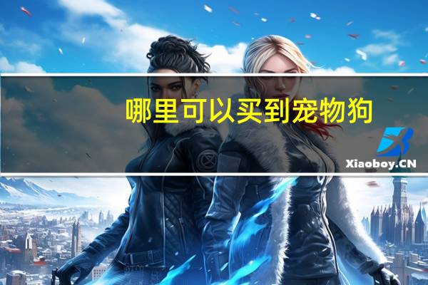 哪里可以买到宠物狗