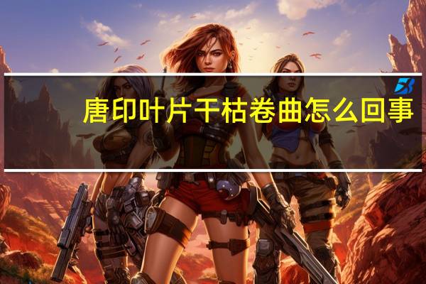 唐印叶片干枯卷曲怎么回事