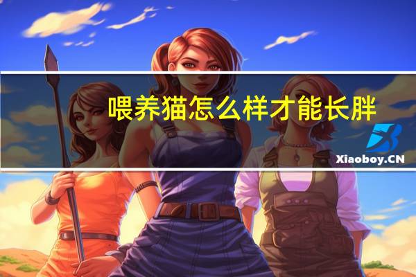 喂养猫怎么样才能长胖