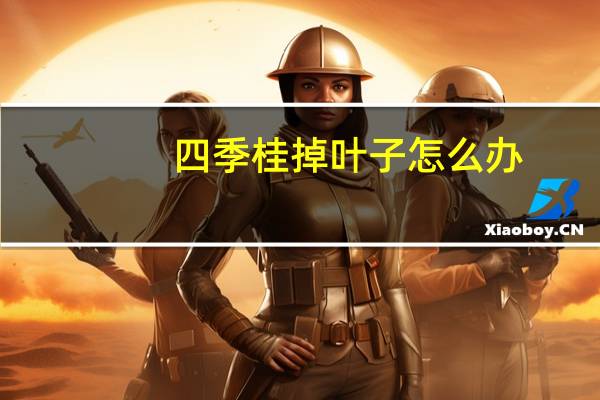 四季桂掉叶子怎么办