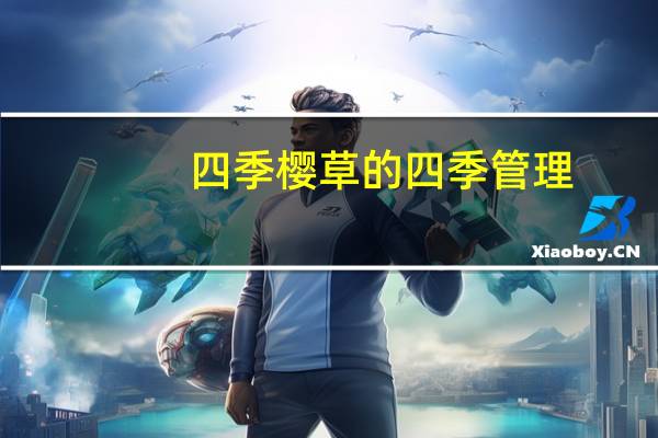 四季樱草的四季管理