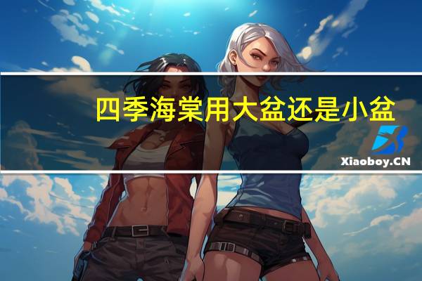 四季海棠用大盆还是小盆