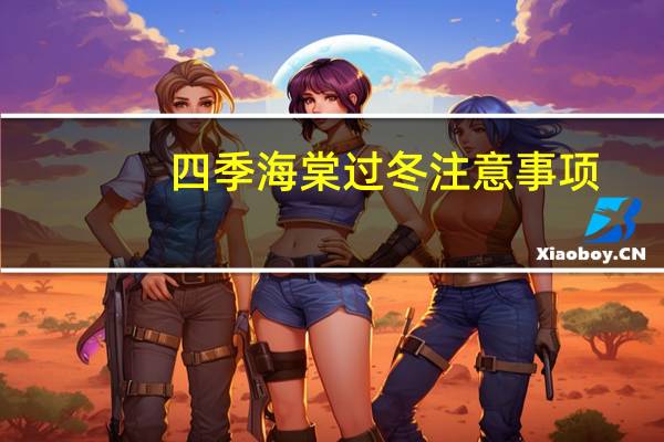 四季海棠过冬注意事项