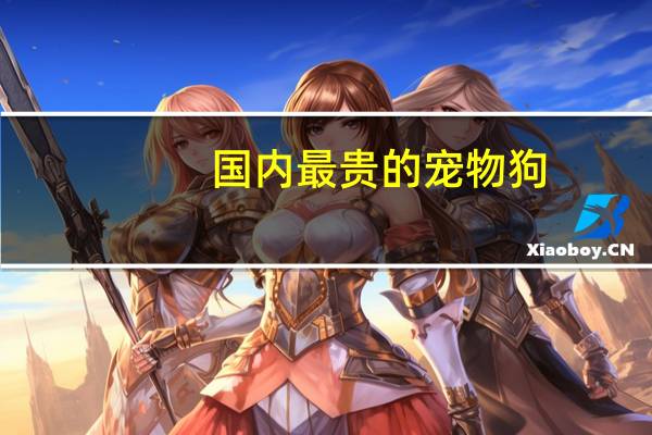 国内最贵的宠物狗