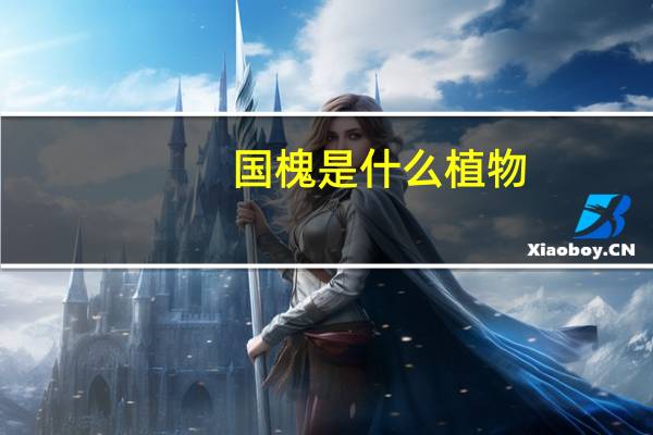 国槐是什么植物