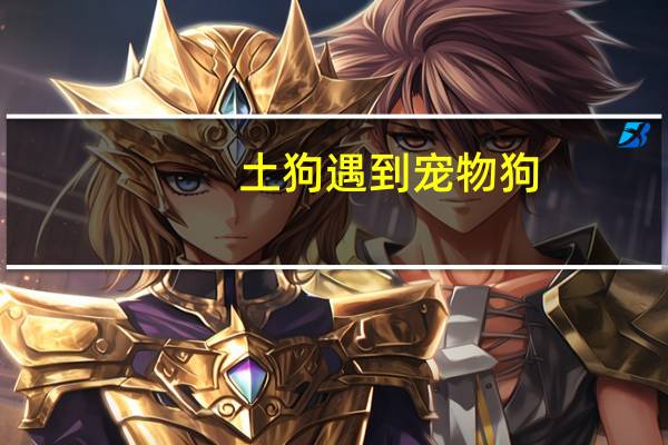 土狗遇到宠物狗