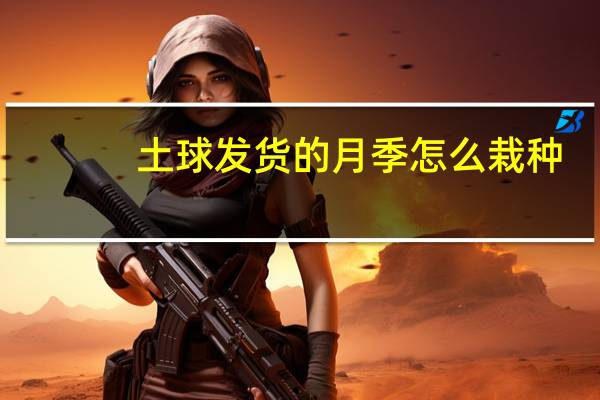 土球发货的月季怎么栽种