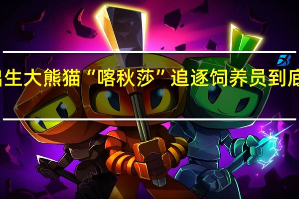 在俄出生大熊猫“喀秋莎”追逐饲养员 到底什么情况呢