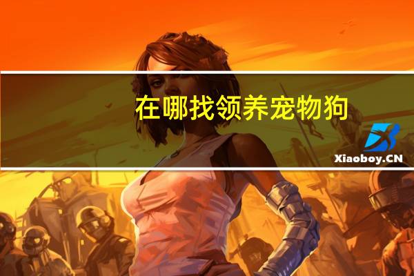 在哪找领养宠物狗