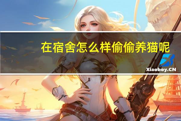 在宿舍怎么样偷偷养猫呢