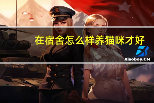 在宿舍怎么样养猫咪才好