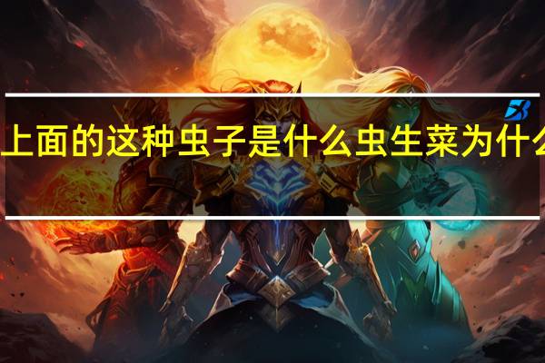 在生菜上面的这种虫子是什么虫 生菜为什么连虫都不吃