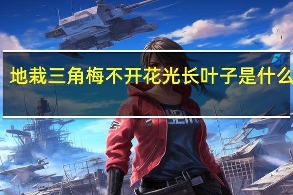 地栽三角梅不开花光长叶子是什么原因