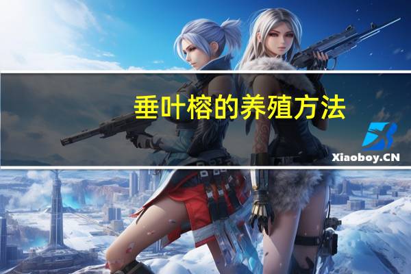 垂叶榕的养殖方法：生长旺盛期应经常浇水