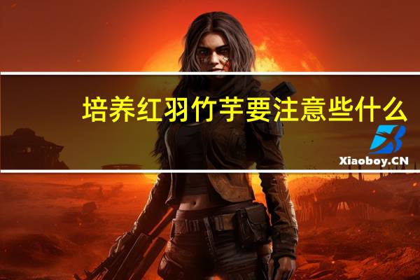 培养红羽竹芋要注意些什么