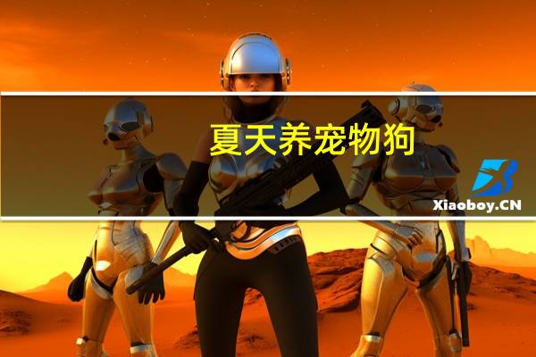 夏天养宠物狗