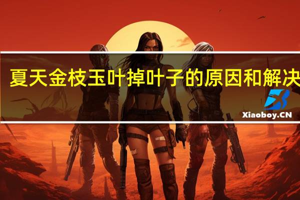 夏天金枝玉叶掉叶子的原因和解决方法
