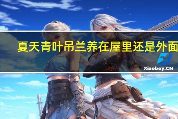 夏天青叶吊兰养在屋里还是外面呢