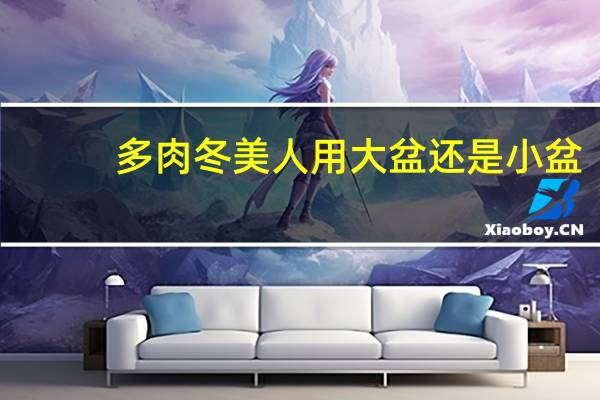 多肉冬美人用大盆还是小盆