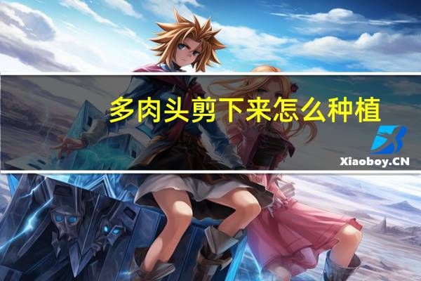 多肉头剪下来怎么种植