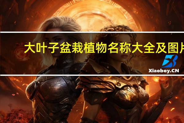 大叶子盆栽植物名称大全及图片（大叶子盆栽植物名称）