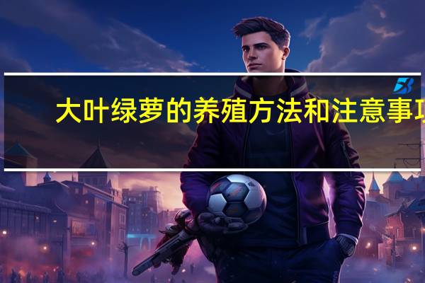 大叶绿萝的养殖方法和注意事项