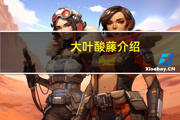 大叶酸藤介绍