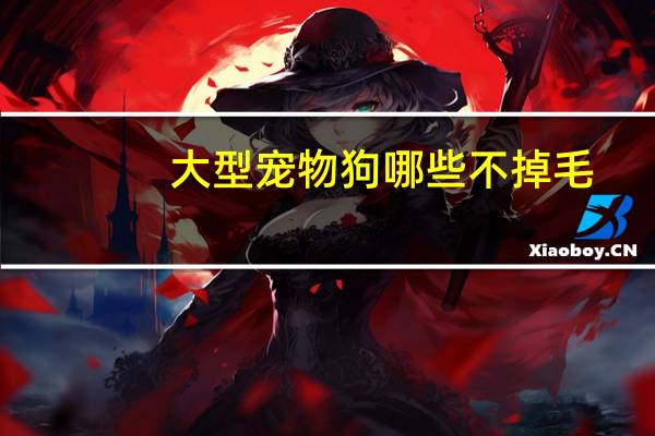 大型宠物狗哪些不掉毛