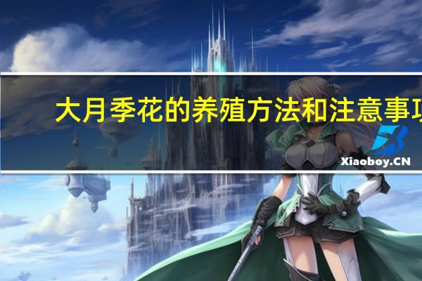 大月季花的养殖方法和注意事项