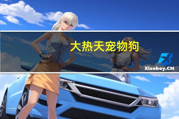 大热天宠物狗