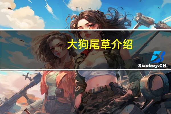 大狗尾草介绍