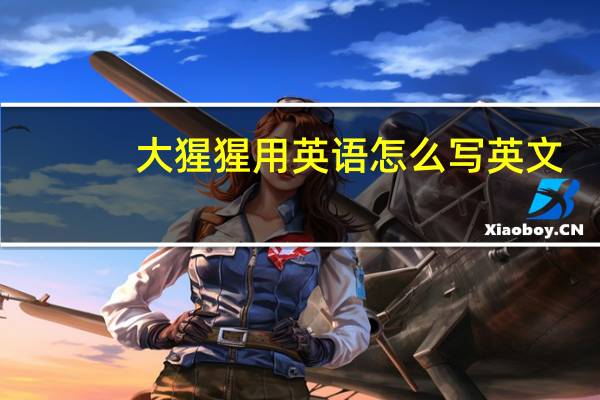 大猩猩用英语怎么写英文